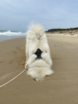 forfait éducation canine