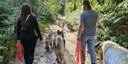 Chiens en balade collective encadrée à Bordeaux avec le Pôle Canin