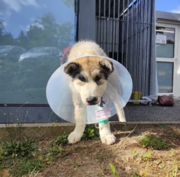malamute malade