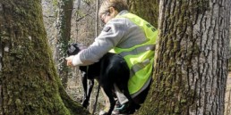Chien en pleine séance de mantrailing avec son maître et un éducateur du Pôle Canin