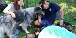 Accompagnement en elevage canin