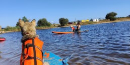 Canipaddle Bordeaux Pôle Canin initiation paddle avec son chien Gironde