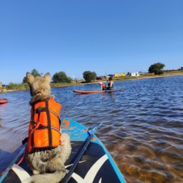 Canipaddle Bordeaux Pôle Canin initiation paddle avec son chien Gironde