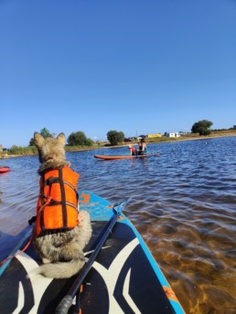 Canipaddle Bordeaux P&ocirc;le Canin initiation paddle avec son chien Gironde