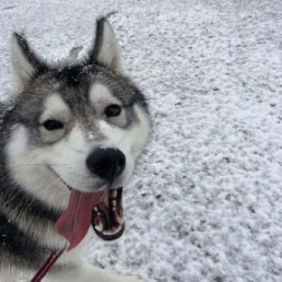 Balade de Kira sous la neige &agrave; Bordeaux