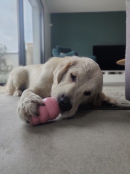 chiot golden avec kong