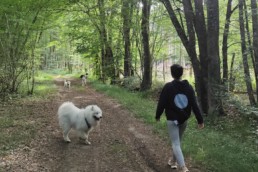 balade en foret