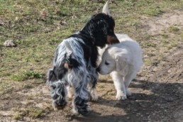Conseils &agrave; l&rsquo;adoption de chiens &ndash; P&ocirc;le Canin Bordeaux &ndash; Accompagnement personnalis&eacute;