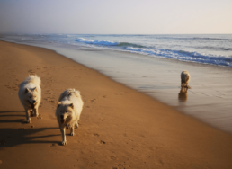 Balade a la plage