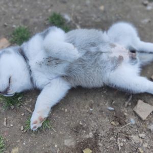 Famille adoptant un chien grâce aux conseils à l'adoption du Pôle Canin