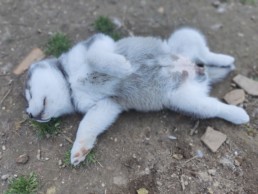 Famille adoptant un chien grâce aux conseils à l'adoption du Pôle Canin