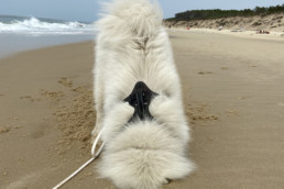 forfait éducation canine