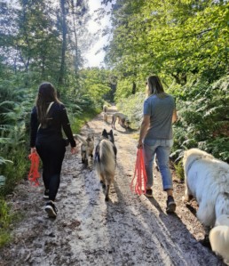 Chiens en balade collective encadrée à Bordeaux avec le Pôle Canin