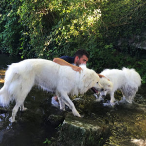 petsitter bordeaux patou samoyede