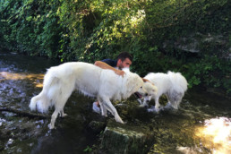 petsitter bordeaux patou samoyede