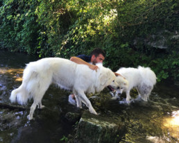 petsitter bordeaux patou samoyede