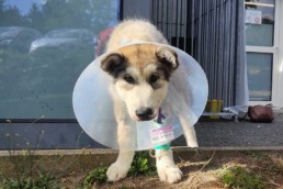 malamute malade