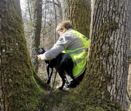 Chien en pleine séance de mantrailing avec son maître et un éducateur du Pôle Canin