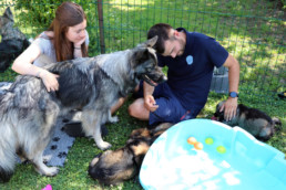 Accompagnement en elevage canin