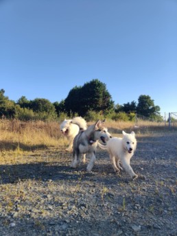 Chiots en pleine séance de socialisation au Pôle Canin Bordeaux