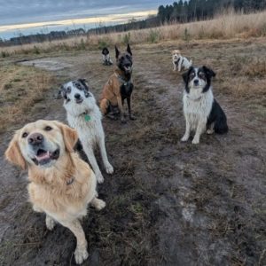 pet sitter bordeaux