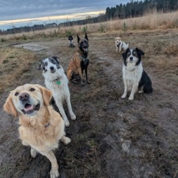 pet sitter bordeaux