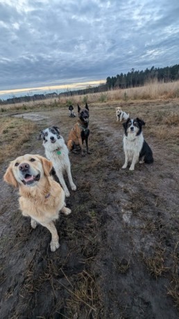pet sitter bordeaux