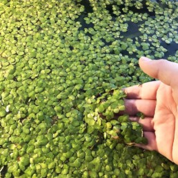 cyanobactéries chien symptôme combien de temps