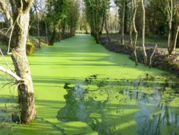 présents dans les eaux