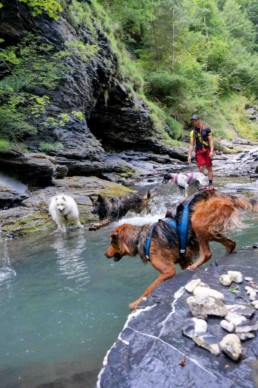chien a la montagne