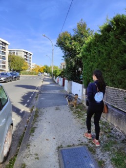 Promenade de chien avec un professionnel du Pôle Canin – Service de promenades et visites à domicile