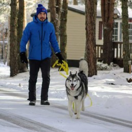 balade chien bordeaux husky