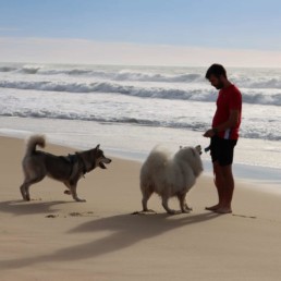 balade plage &agrave; bordeaux pole canin