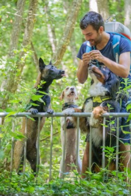 activit&eacute;s pour chien malinois bouviers bernois pole canin