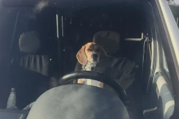 beagle chien voiture