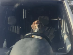 beagle chien voiture
