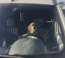 beagle chien voiture
