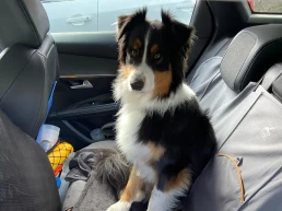 berger australien aussie voiture