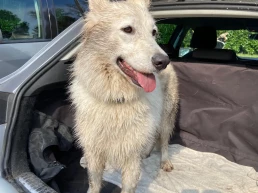 berger blanc suisse bbs