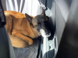 berger malinois dors paisiblement