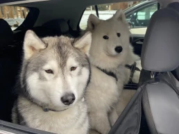 husky samoyede chien voiture triste