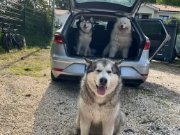husky malamute samoyede